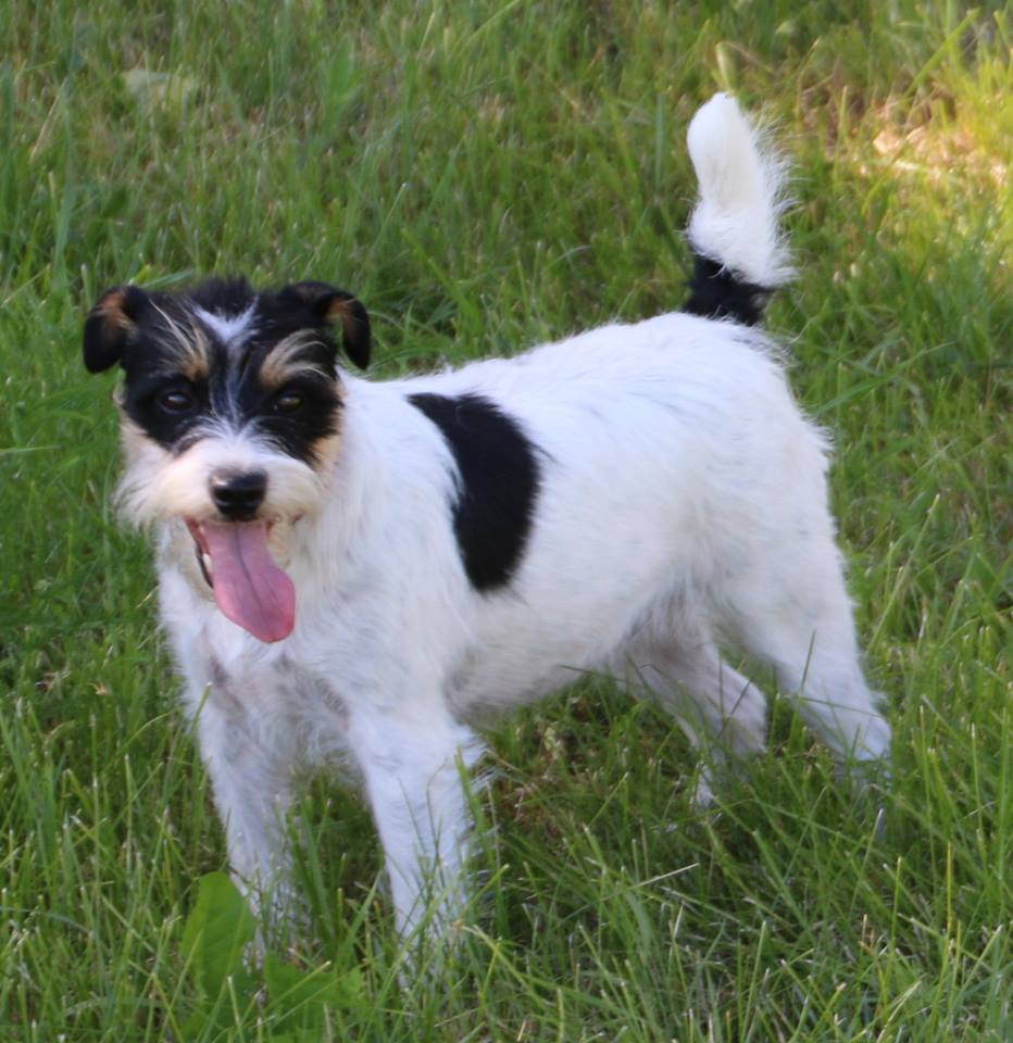 Parson Russell Terrier